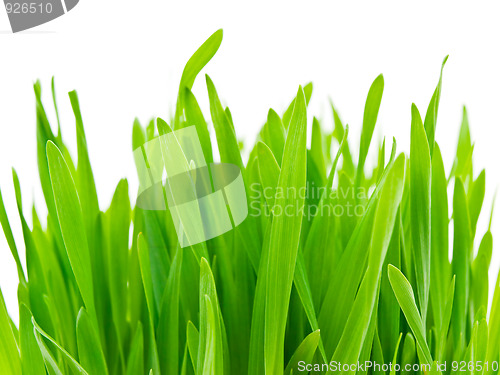 Image of green grasss