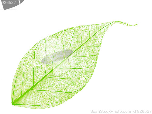 Image of decorative skeleton leaf