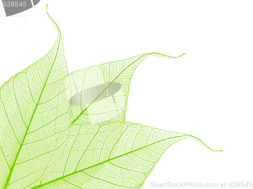 Image of Decorative skeleton leaves