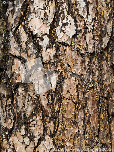 Image of bark background