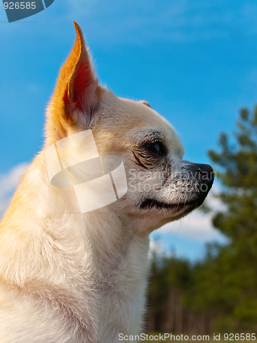 Image of chihuahua