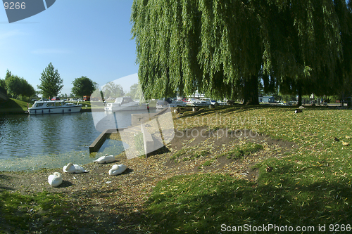 Image of Swans preening by riverside at Ely, Cambridgeshire, UK. River Cam.