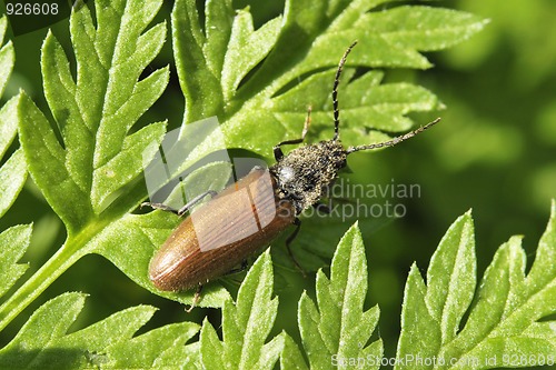 Image of Small Brown Beetle