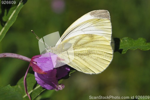 Image of Butterfly On a Wild Flower