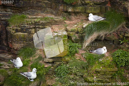 Image of Birds rookery