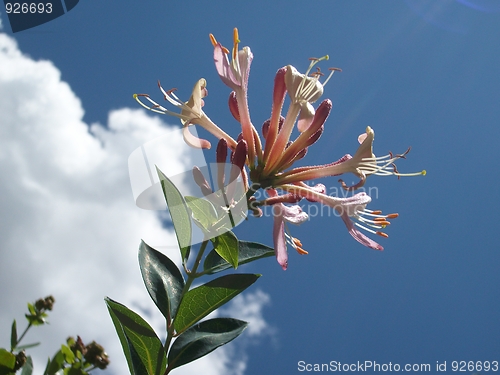 Image of Summer flowers against the blue sky