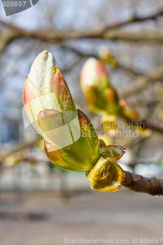 Image of Bud of horse chestnut tree