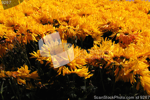 Image of Yellow World