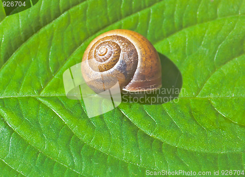 Image of Garden snail on a leaf