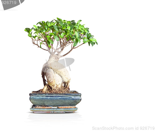 Image of bonsai