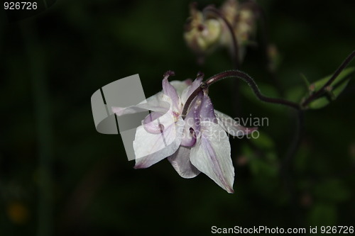 Image of flower