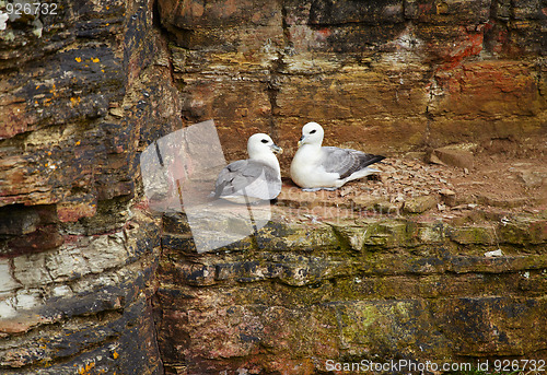 Image of Birds rookery