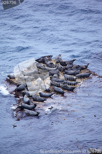 Image of Grey Seal rookery