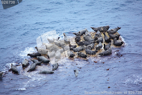 Image of Grey Seal rookery