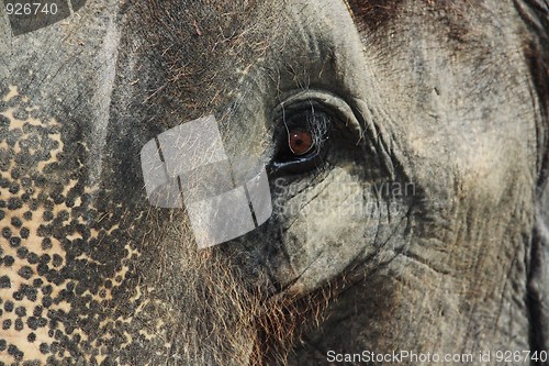 Image of Elephant