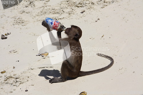 Image of pepsi monkey