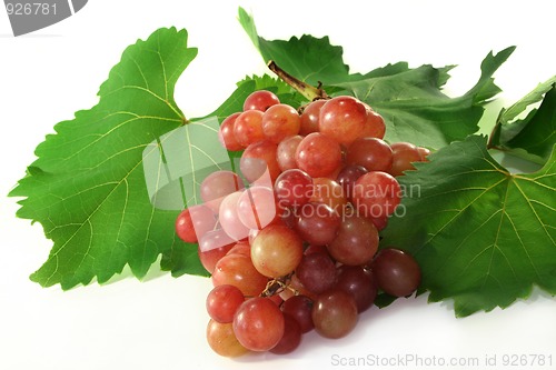 Image of Grapes