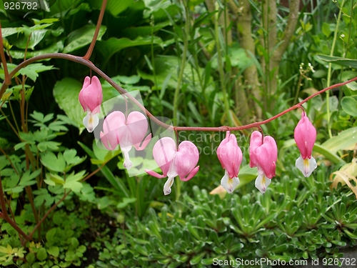 Image of Garden flowers