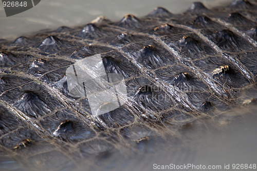 Image of Crocodile skin