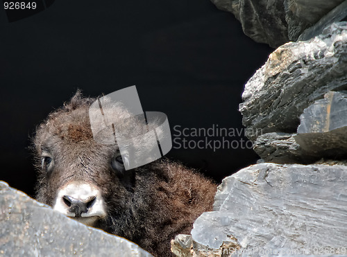 Image of Baby yak