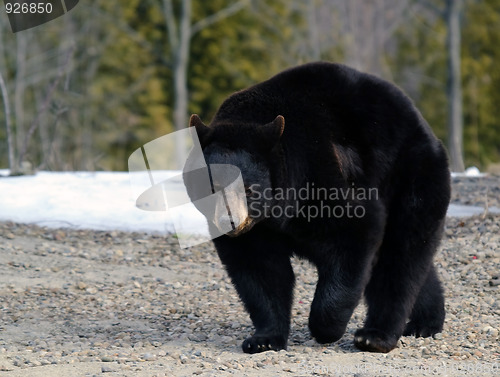 Image of Black bear