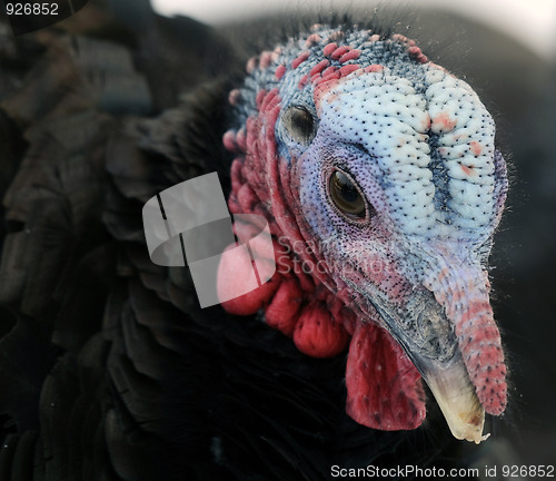 Image of Wild Turkey