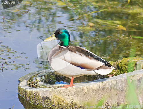 Image of Mallard drake on the lake