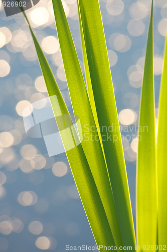Image of Reeds on the bank of lake
