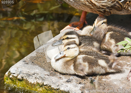 Image of Wild ducklings