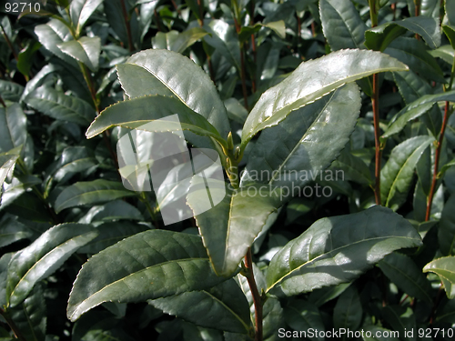 Image of Green Tea Plant