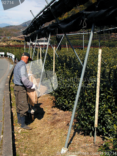 Image of Tea Man
