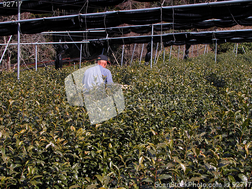 Image of Fertilizing The Tea Culture