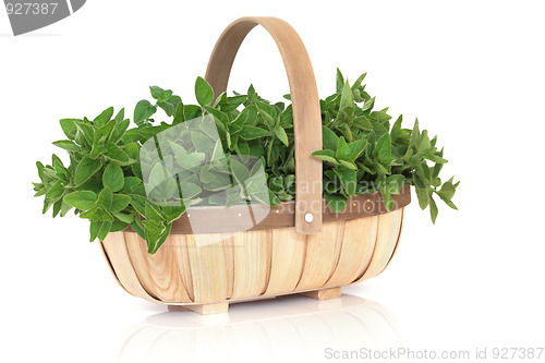 Image of Oregano Herb Basket