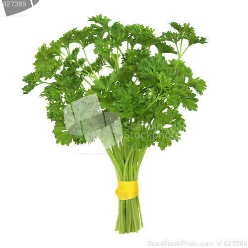 Image of Parsley Herb Plant