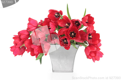 Image of  Red Tulip Flowers