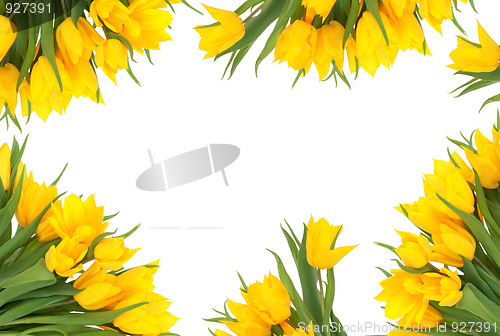 Image of Tulip Flower Border