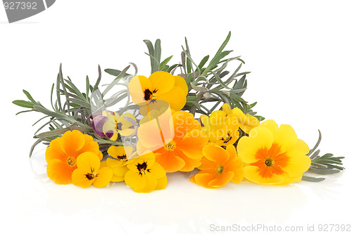 Image of Lavender Herb and Viola Flowers