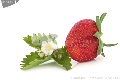 Image of Strawberry with Flower Leaf Sprig