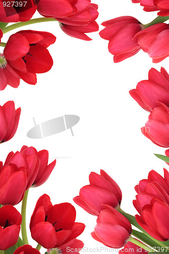 Image of Tulip Flower Abstract