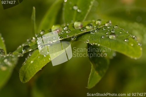 Image of raindrops