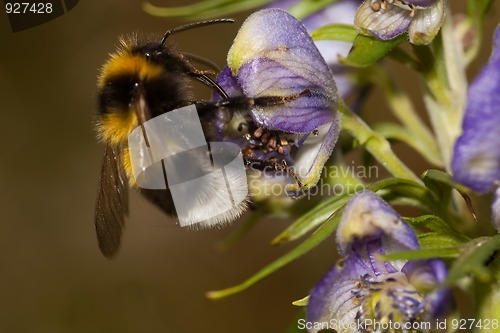 Image of bumble bee 