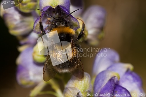 Image of Bumble bee