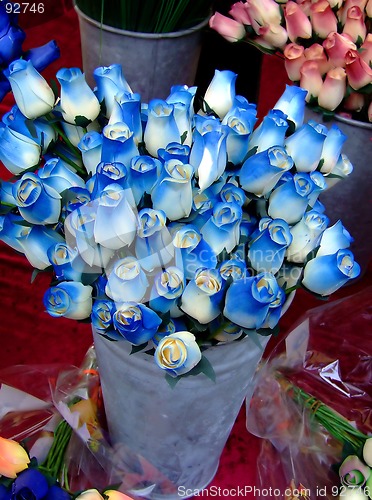 Image of Blue and white roses