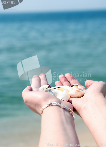Image of Scallop