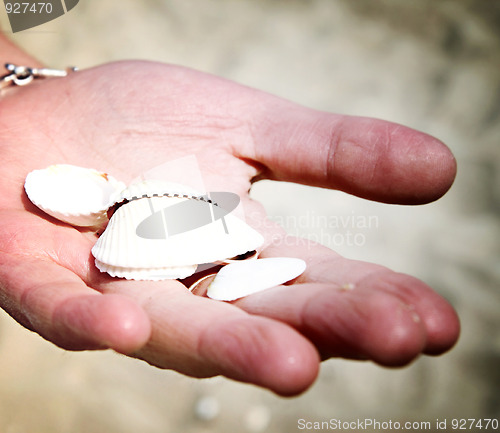 Image of Scallop