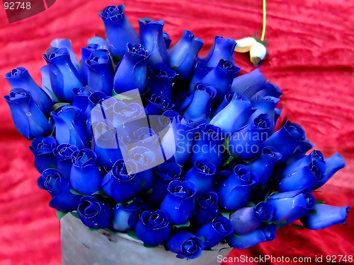 Image of Deep blue roses