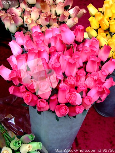 Image of Pink roses