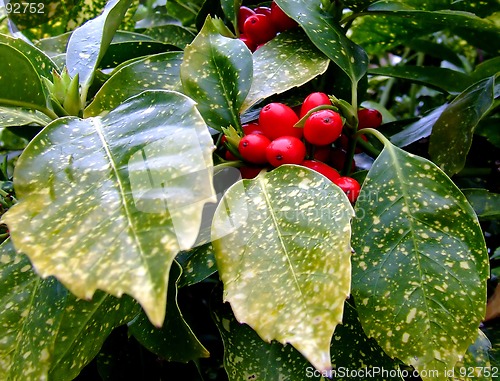 Image of Berries