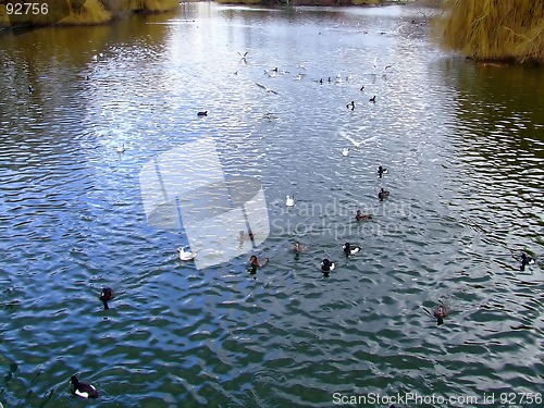 Image of Ducks in a lake