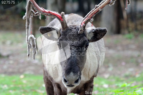 Image of Caribou